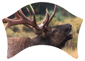 DABAN-313 Gone Hunting (Elk)